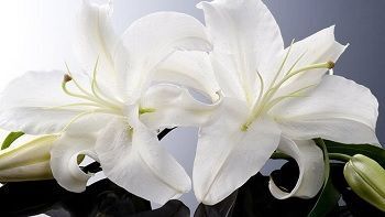 мр Олга Бекић, виша лекторка у пензији (1939-2025)